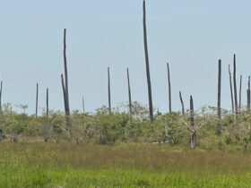 Amarelecimento letal de coqueiro faz Zambézia sair de 12 milhões para quatro milhões
