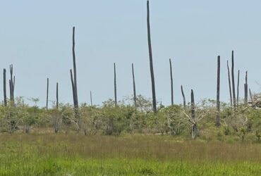 Amarelecimento letal de coqueiro faz Zambézia sair de 12 milhões para quatro milhões
